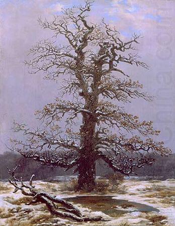 Dab na sniegu, Caspar David Friedrich